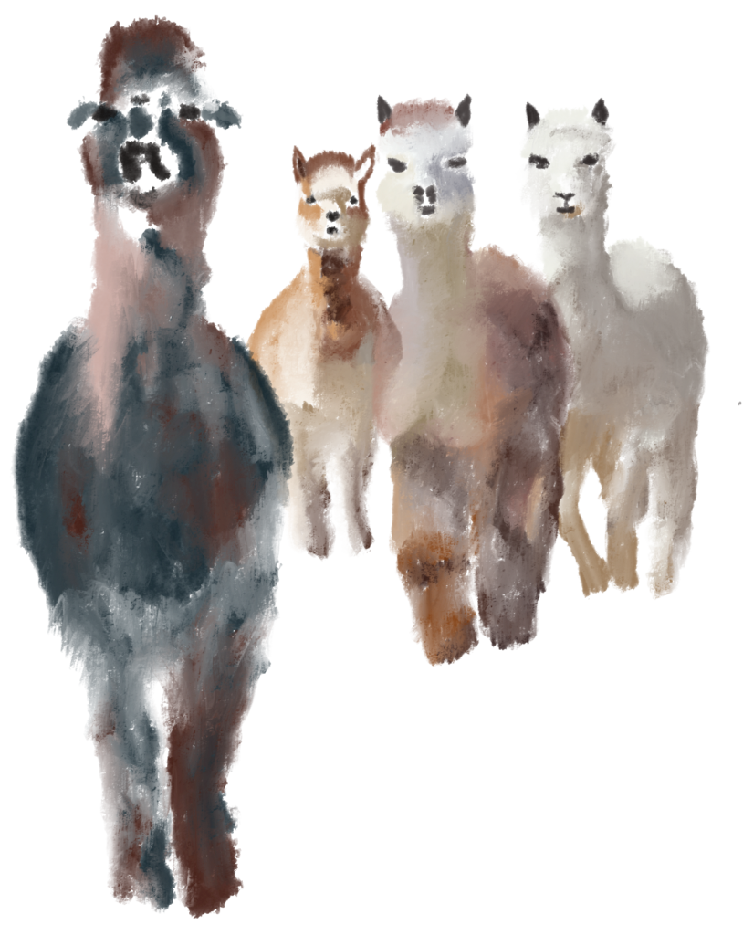 illustration of four alpacas